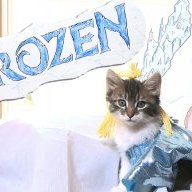 FrozenCat